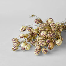 Load image into Gallery viewer, Dried Nigella Pods - Live Beautiful Home