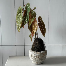 Load image into Gallery viewer, Vintage Carved Stone Bowl - Live Beautiful Home
